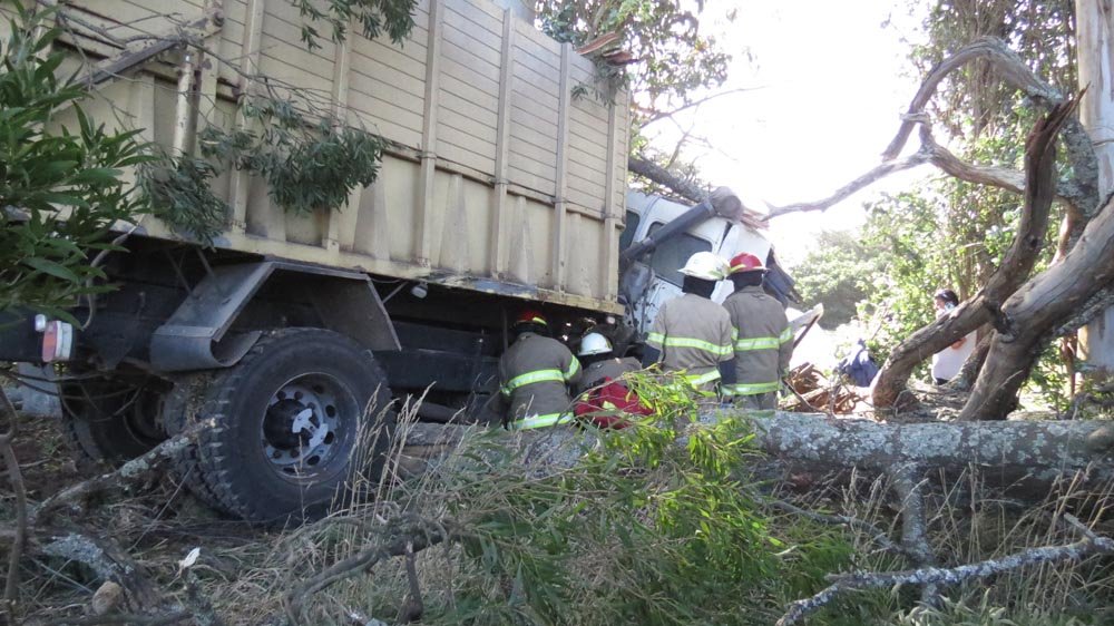 Camión descontrolado “frenó” contra los árboles