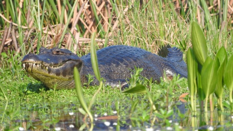 Rescatan animales autóctonos para llevarlos a otras zonas tras incendios en Corrientes