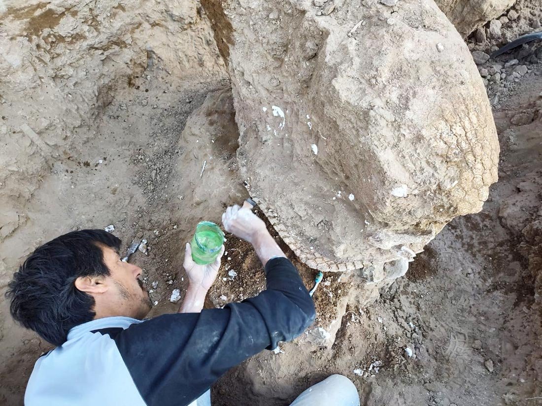 El hallazgo del gliptodonte derivó en otros descubrimientos paleontológicos