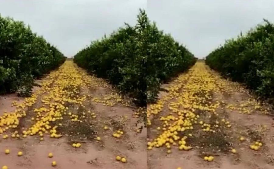 Ante la falta de compradores y precios un productor desechó 280 toneladas de limones