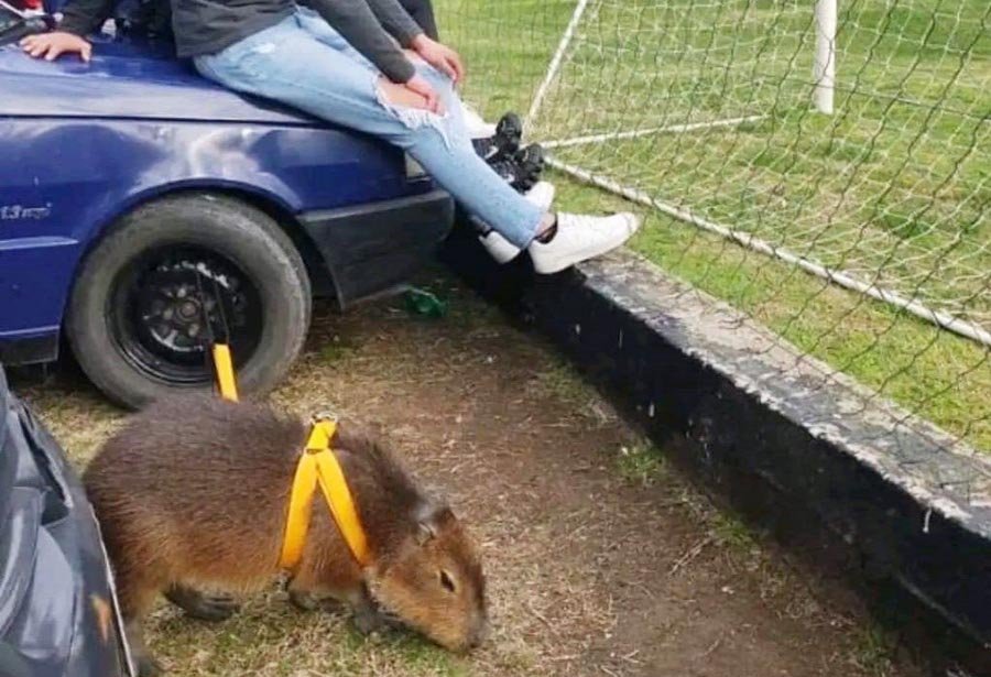 Concientización Balcarce alerta sobre la  tenencia de animales silvestres como mascotas