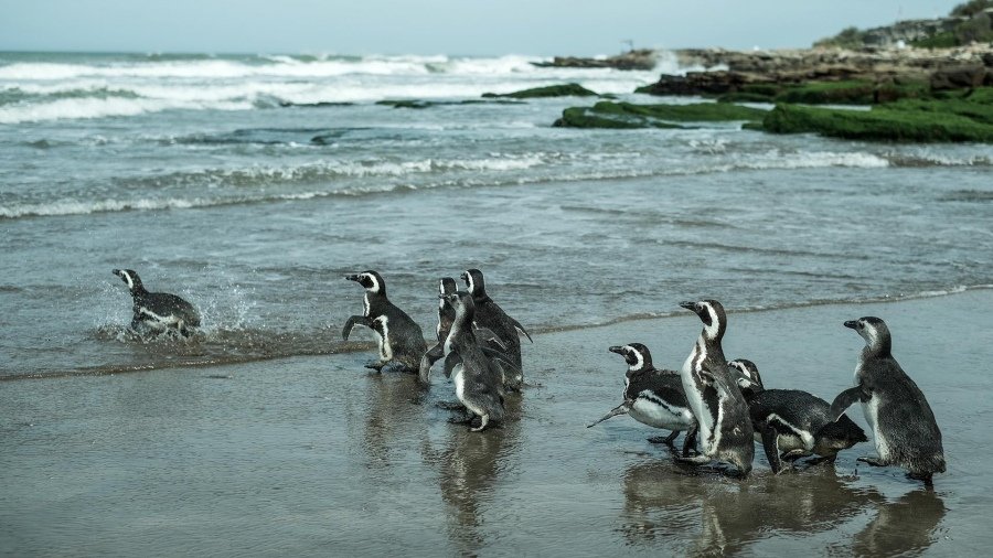 Regresaron al mar 10 pingüinos de Magallanes rescatados