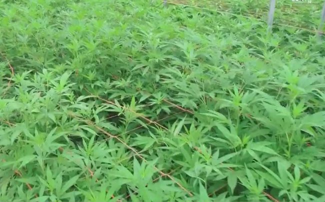 Habilitan la primera planta de producción y procesamiento de cannabis medicinal del país