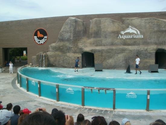 Presentan proyecto para prohibir espectáculos con animales marinos en cautiverio