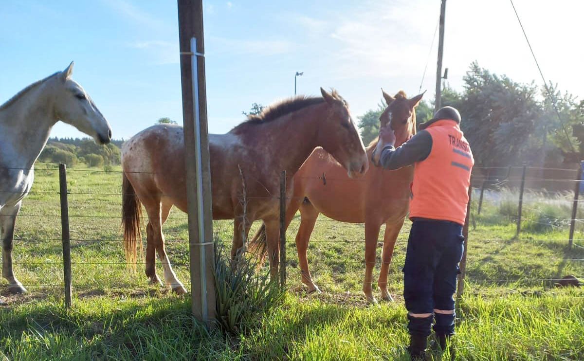 Alertan por la gran cantidad de caballos sueltos en la ciudad