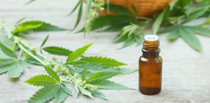 Mar del Plata se prepara para la exposición “Costa Cannabis”