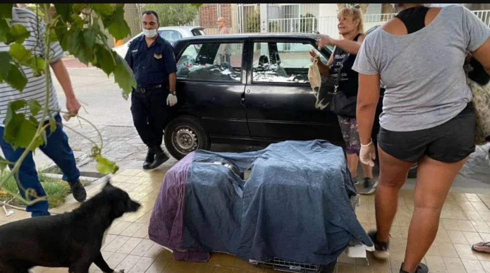 San Juan: mataba perros y gatos para "absorber sus energías"