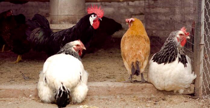 Confirman primer caso de gripe aviar en aves de corral y suspenden las exportaciones