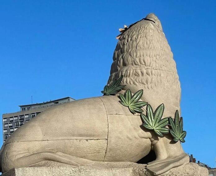 Sorpresa en Mar del Plata: un lobo marino de la Rambla amaneció con un collar de hojas de marihuana