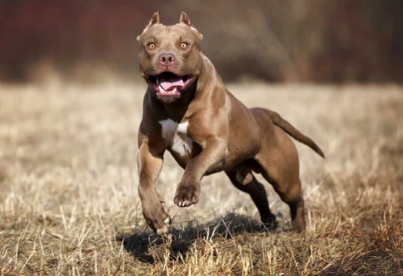 Olavarría: un niño de ocho años murió luego de ser atacado por un pitbull de su familia