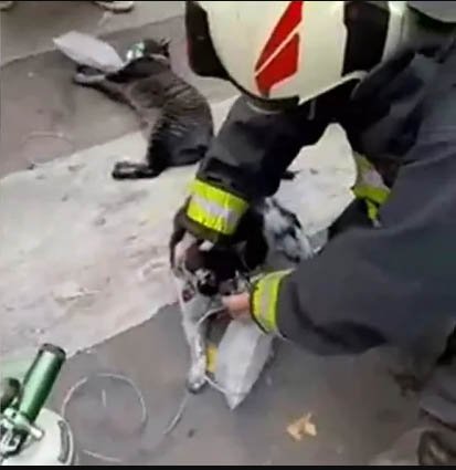 Bomberos rescatan a dos gatos de un incendio y los reaniman con oxígeno