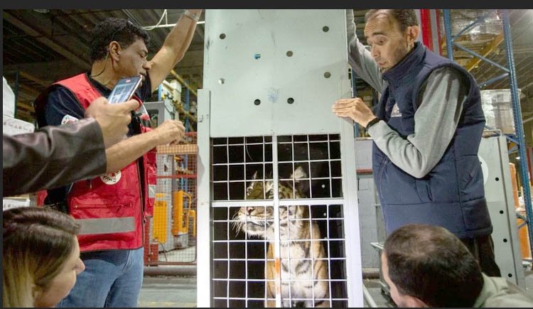 Los tigres de Bengala rescatados llegaron a Jordania