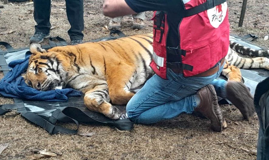 Confirmaron el procesamiento de Roberto Florez, el vecino que posee animales exóticos en su campo