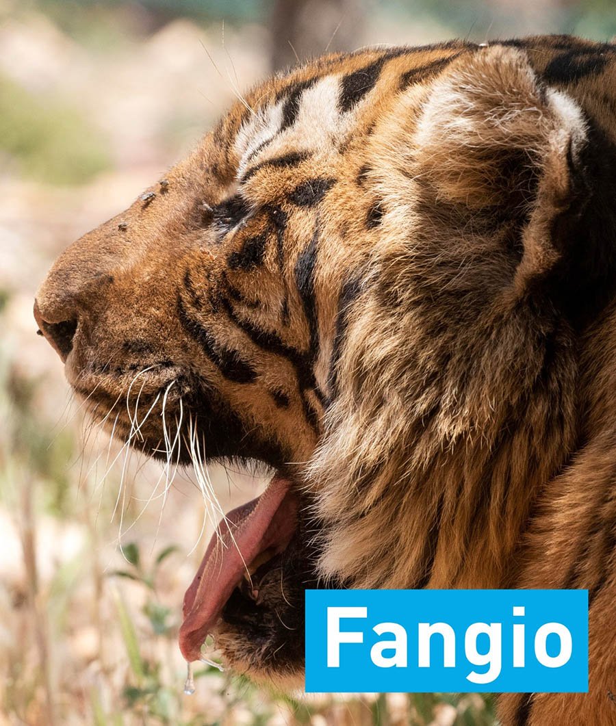 Dieron a conocer el estado de salud de Fangio y Charly, los tigres de bengala rescatados en nuestra ciudad