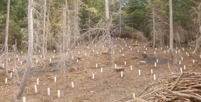 Por segundo día consecutivo se batió el récord de máxima temperatura a nivel global