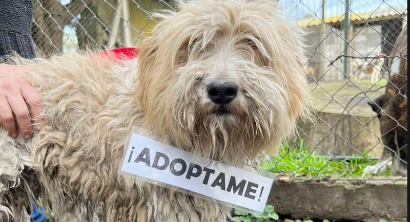 Tiene 80 años y está a cargo de un refugio de mascotas: busca adoptantes para 40 perros