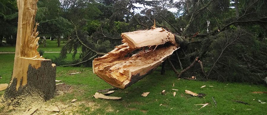 El temporal voló techos, tiró árboles y dejó sin luz a varios sectores de la ciudad