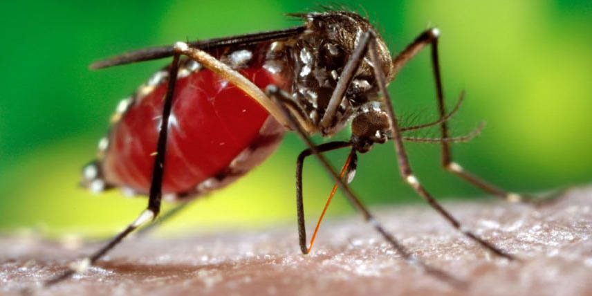 Coronavirus y dengue, dos  enfermedades para prestar atención