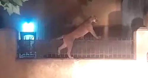 Capturan a un puma suelto por las calles de Necochea
