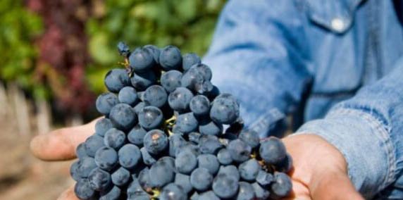 Científicos argentinos descifraron el genoma del Malbec: iniciativa privada y académica con gran proyección