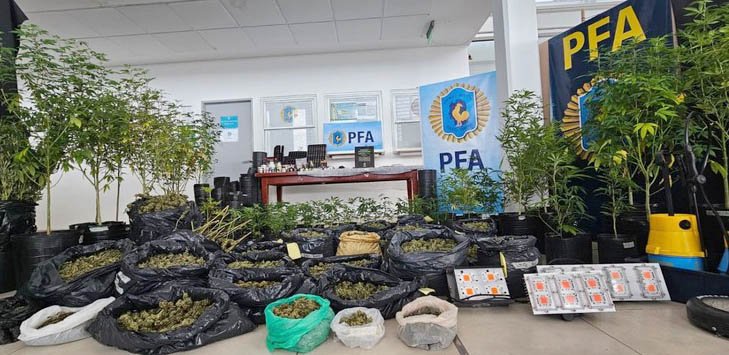 Cae una red dedicada al cultivo y comercialización de cannabis: incautan mercadería por $128 millones