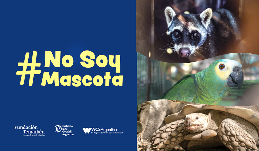 Temaikén lanza la campaña 'No soy mascota 2024' contra el tráfico ilegal