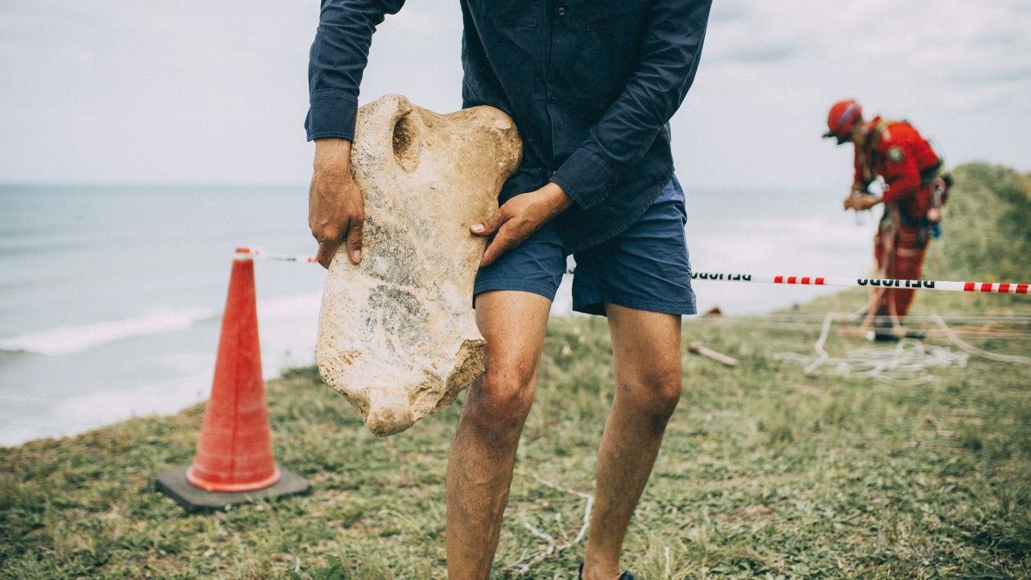 Encontraron restos de un perezoso gigante en Mar del Plata