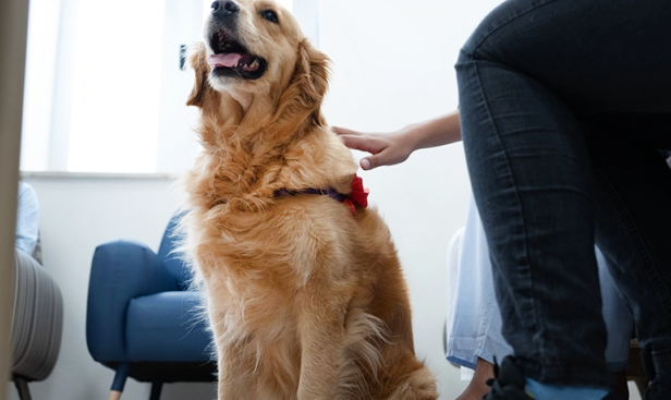El Hospital de Niños de La Plata avanza con el Proyecto Staff Canino y las terapias asistidas con animales