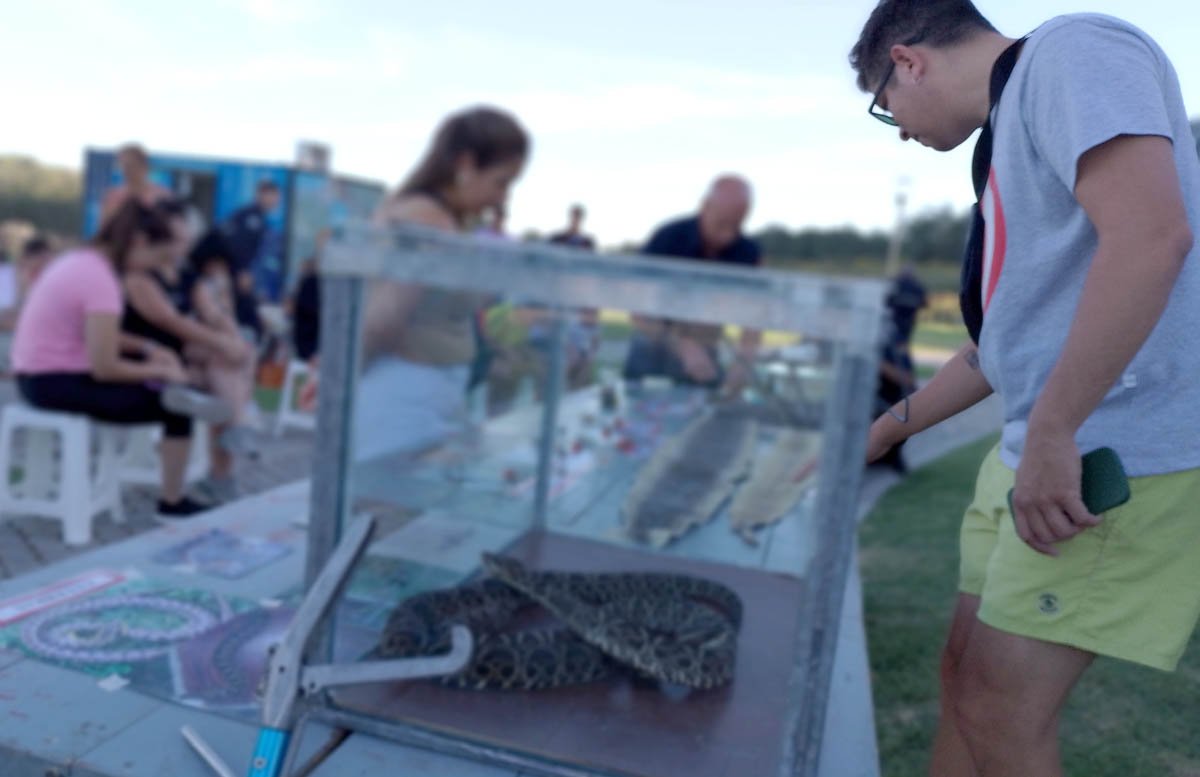Animales venenosos: cuáles son peligrosos y cómo actuar frente a una picadura