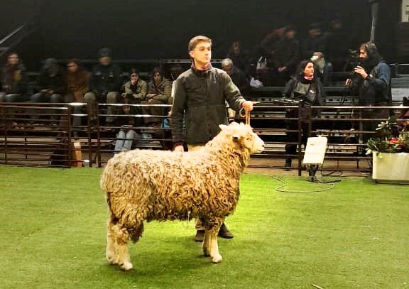 Genética y calidad de vellón: el sello de excelencia de La Maruca en Lincoln